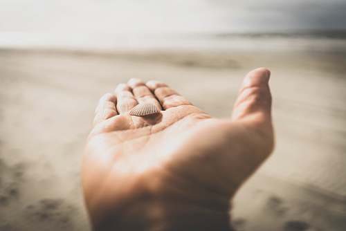kiawah island white clamshell on left human palm united states